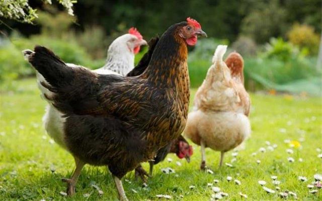 مرغ بومی تخمگذار اصلاح نژاد شده - سپید طیور